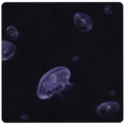 album-art