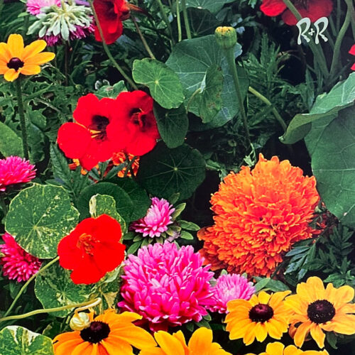 album-art