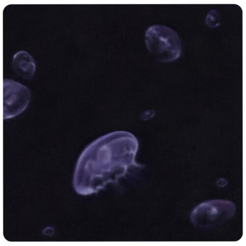 album-art