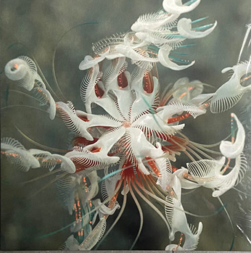 album-art